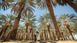 ロサンゼルスフォトウエディング・ロケーションフォト(PalmSprings),LIGGIC